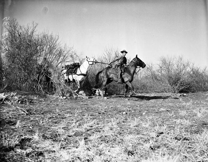 Soldier on horseback leading a group of pack animals, 1939