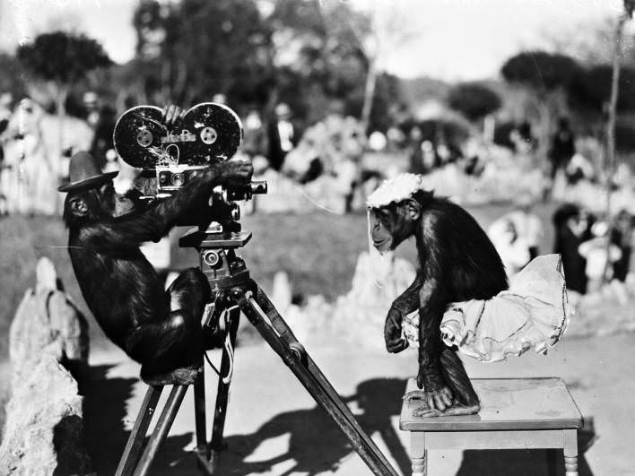 Buster and Sissie, chimpanzees named for Franklin D. Roosevelt's grandchildren, posed with Paramount newsreel camera at the Brackenridge Park Zoo, 1934