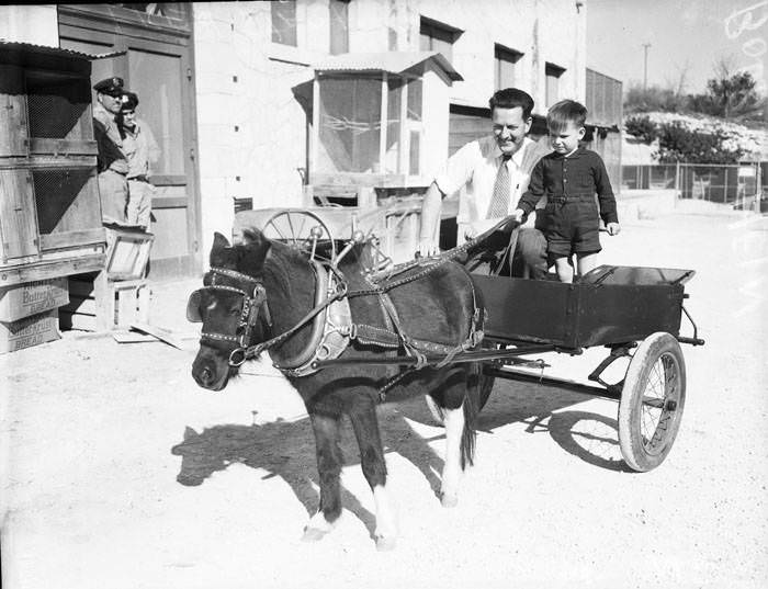 Robert Hein and Fred Stark in zoo pony cart, 1939