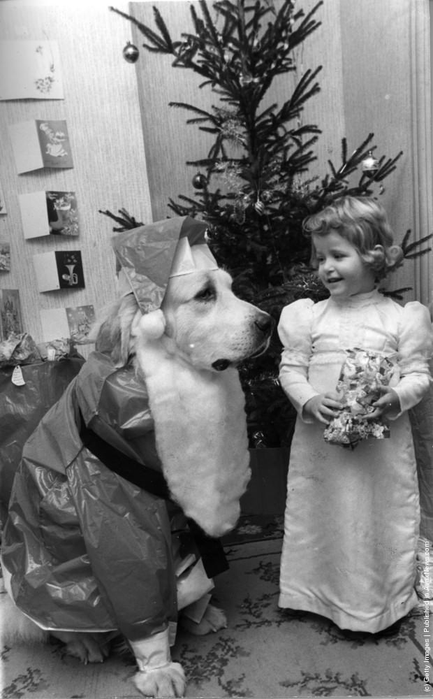Three year old Marianne Abbott from Leigh on Sea, Essex, unwraps her Christmas presents under the benign gaze of Smokey the dog, dressed up as Santa, complete with beard, 3rd January 1974