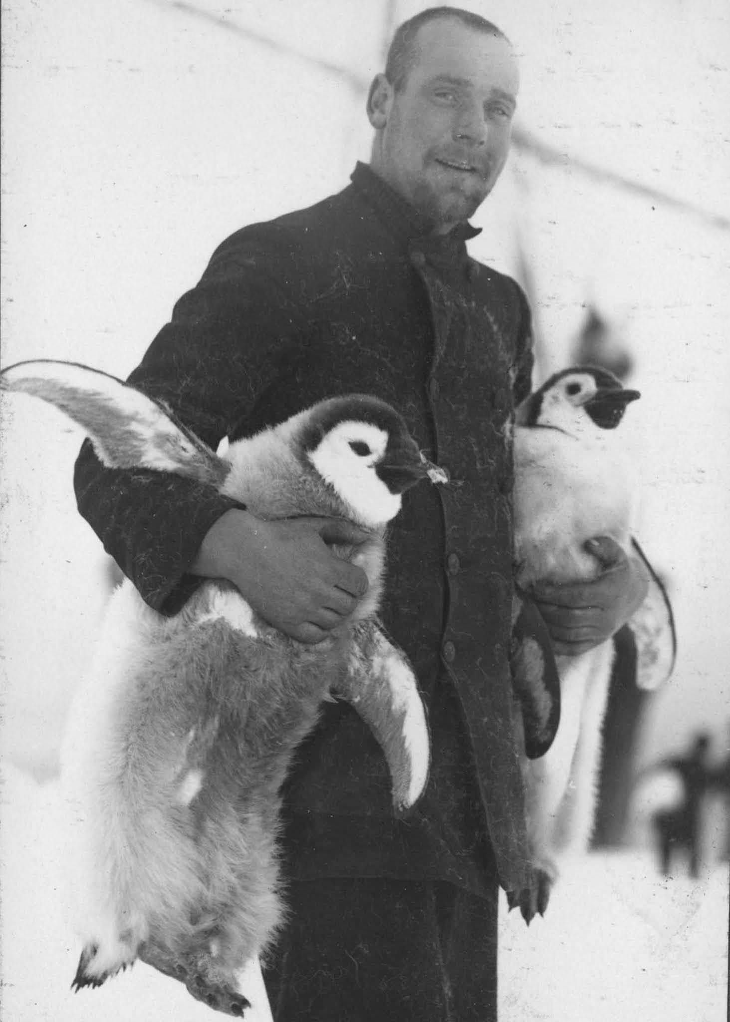 Navigating Officer Hubert Hudson with Emperor penguin chicks.