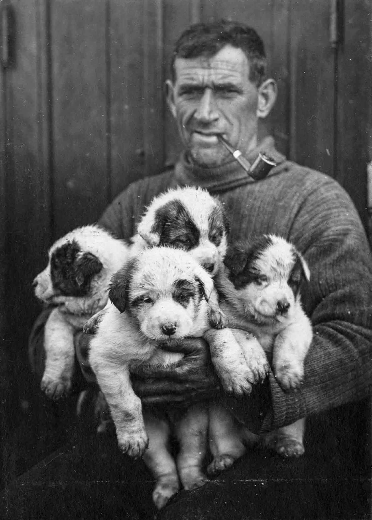 Second Officer Tom Crean with sled dog puppies.