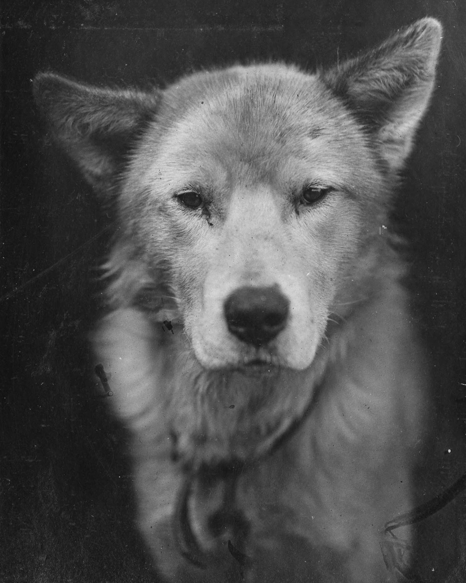 Lupoid, sled dog.