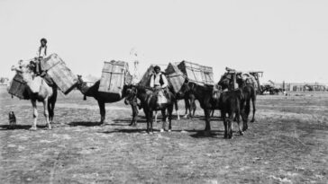 Afghan Cameleers in Queensland