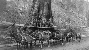 Stunning Historical Photos of Lumberjacks who Fell Giant Trees with Axes and Handsaws from the early 1900s