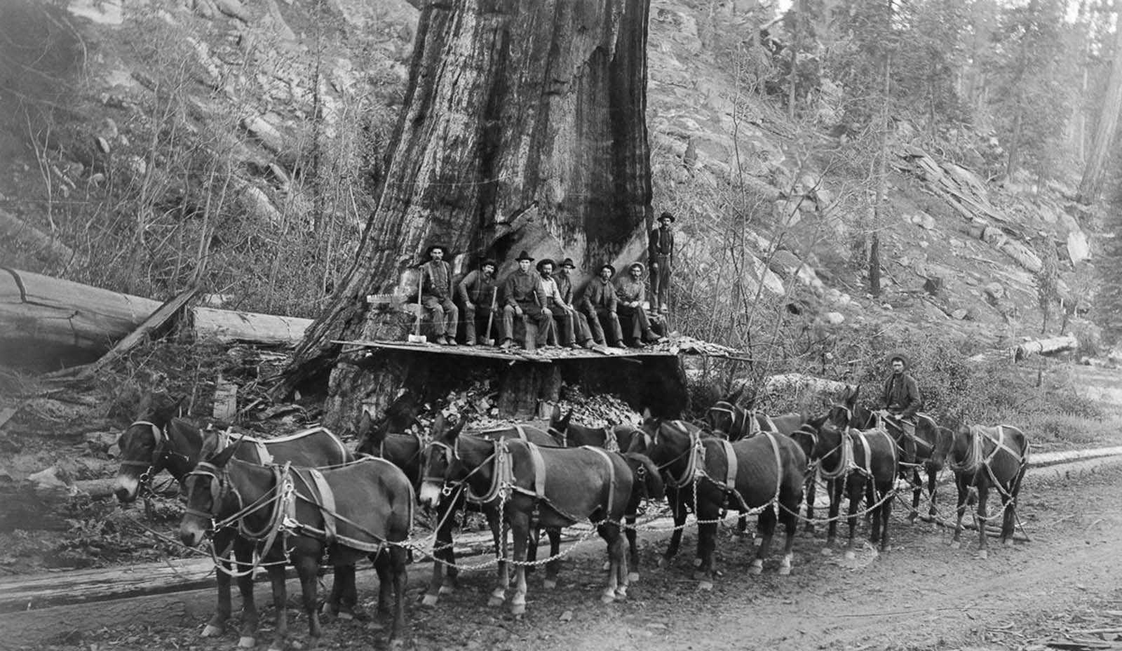 Stunning Historical Photos of Lumberjacks who Fell Giant Trees with ...