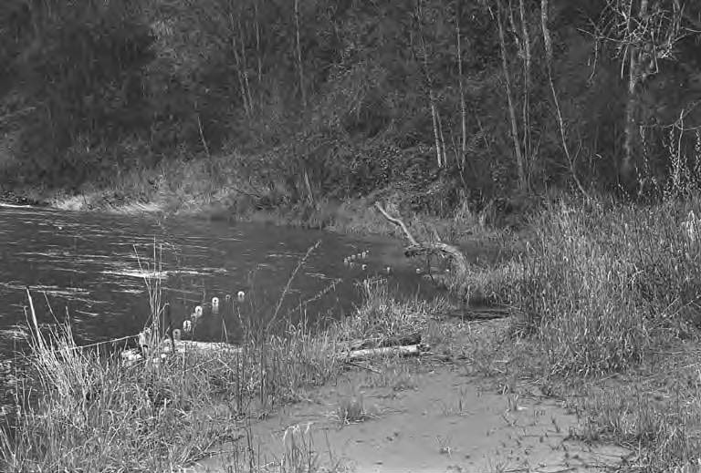 Drift nets in Nisqually River offshore of Frank's Landing, Olympia, 1970