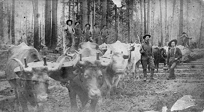 Logging team with oxen, Luke Kearney, 1885