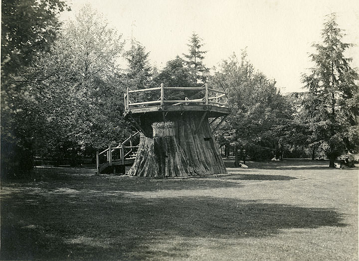 Cedar Stump, Wright Park, Tacoma, 1910