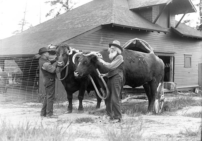 Ezra Meeker with Oxen, Tacoma, the 1910s