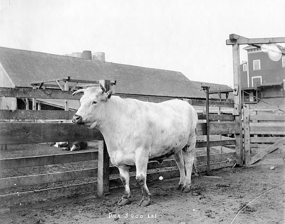 Carstens Packing Company in Tacoma, 1909