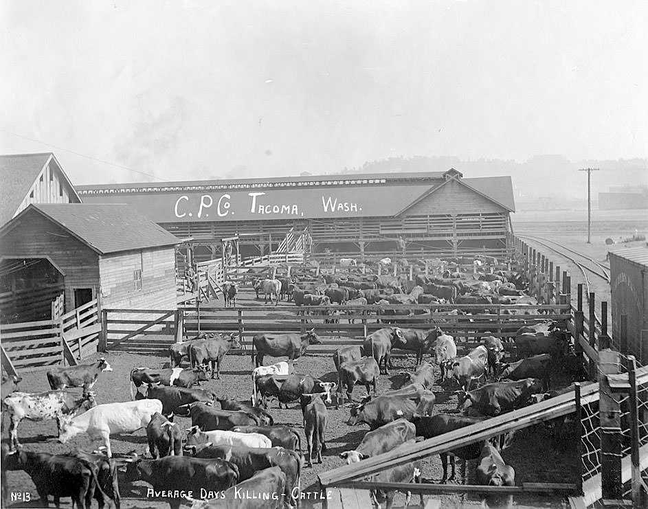 Average days killing cattle [Carstens Packing Co., Tacoma, 1909