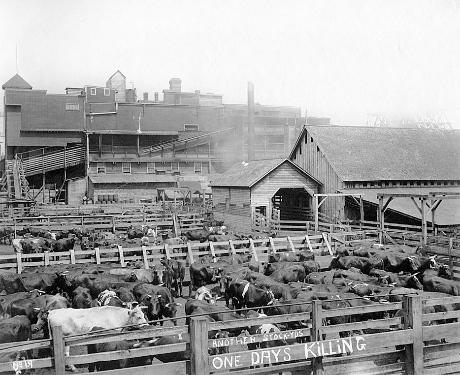 Another stockyard, one day's killing [Carstens Packing Co., Tacoma, 1909