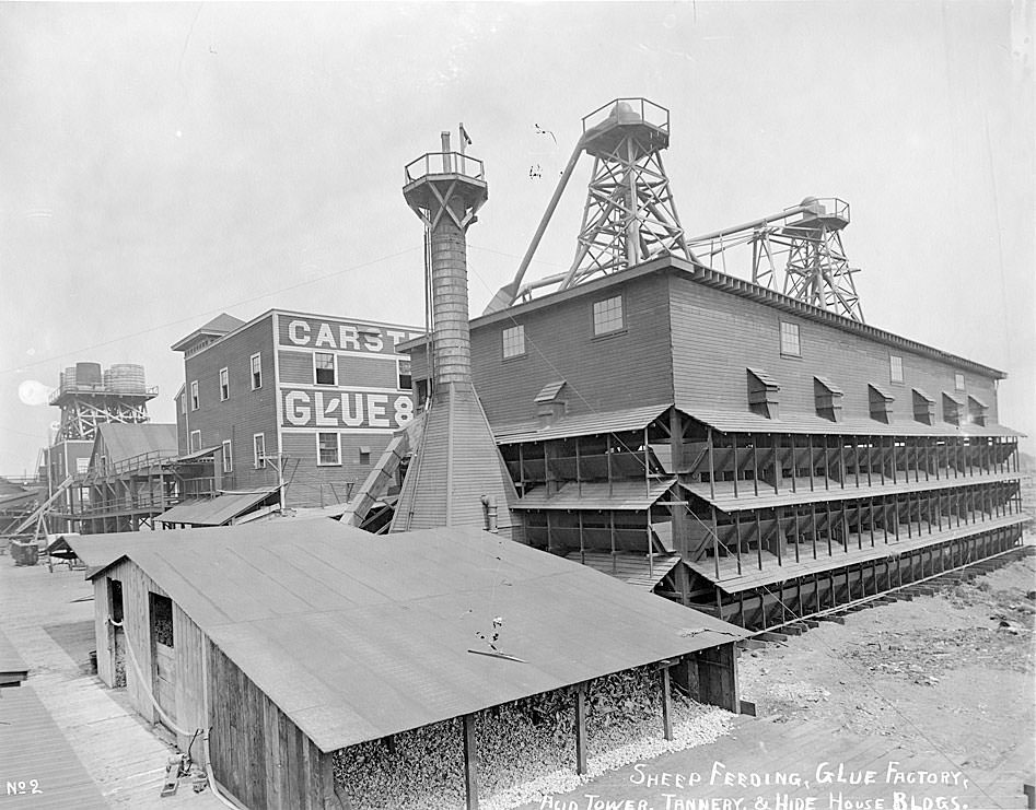 Sheep feeding, a glue factory, acid tower, tannery & hide house buildings, Carstens Packing Co. Tacoma, 1909