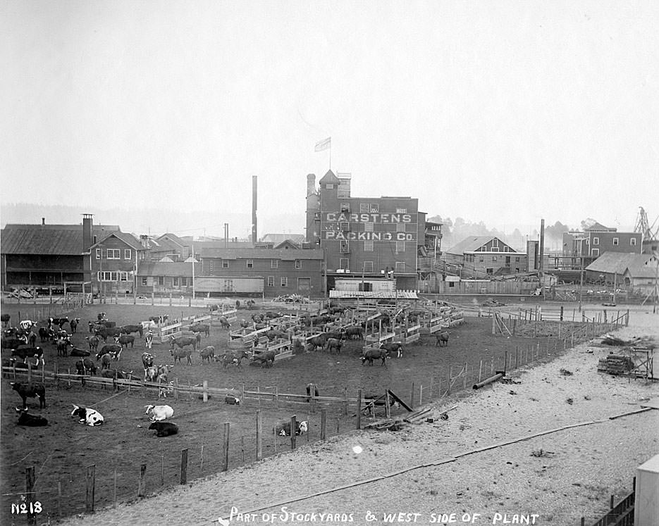 Part of stockyards & west side of the plant, Carstens Packing Co., Tacoma, 1909