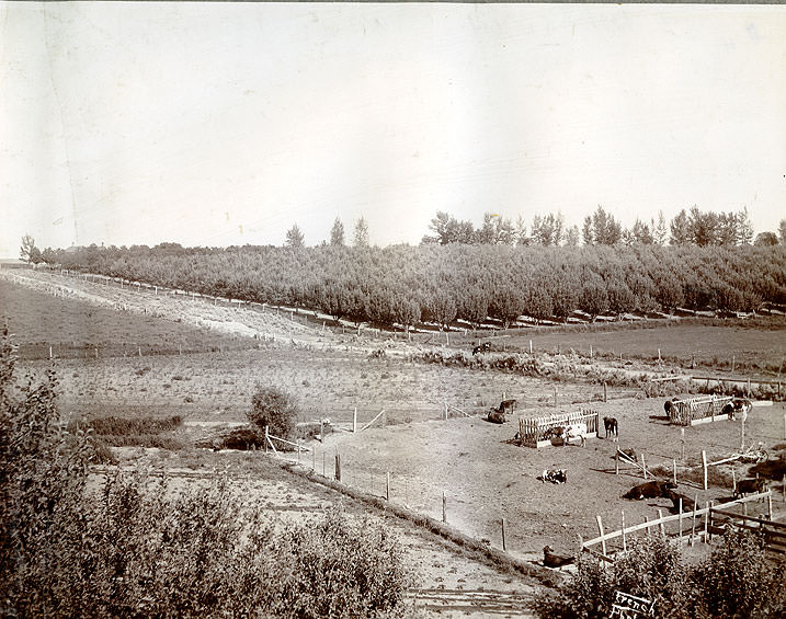 A Fruit Ranch Near Tacoma, 1906