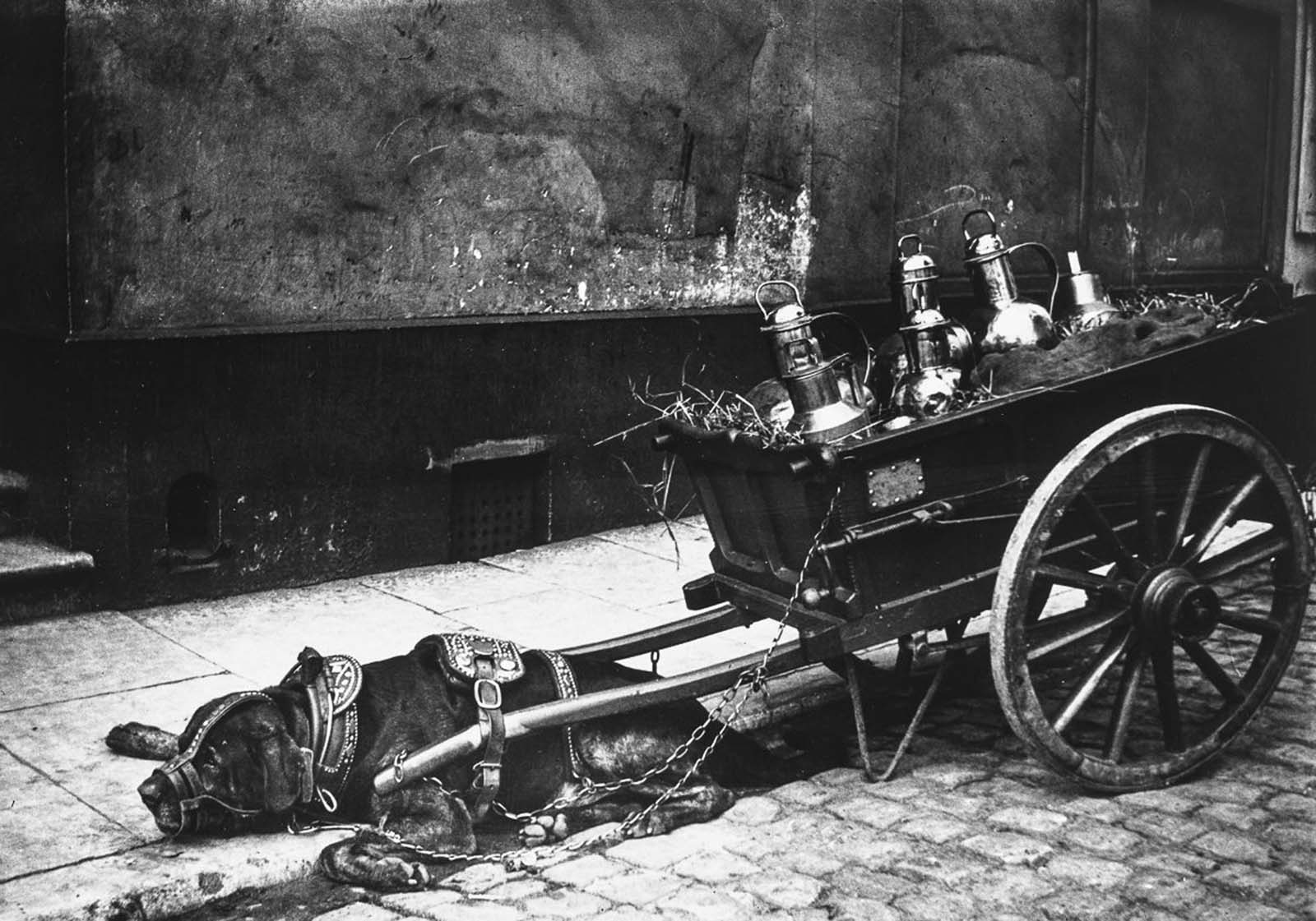 A cart dog takes a rest.