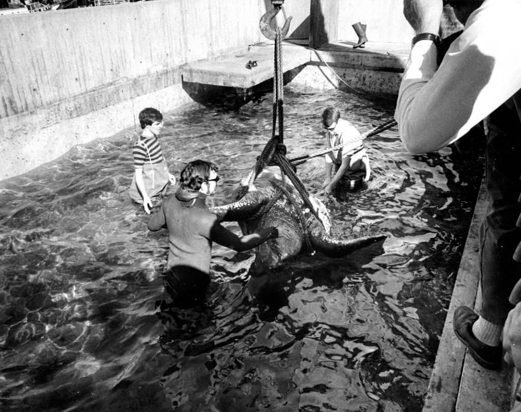 A sea turtle is hoisted into a tank at the New England Aquarium in Boston on Oct. 9, 1969.