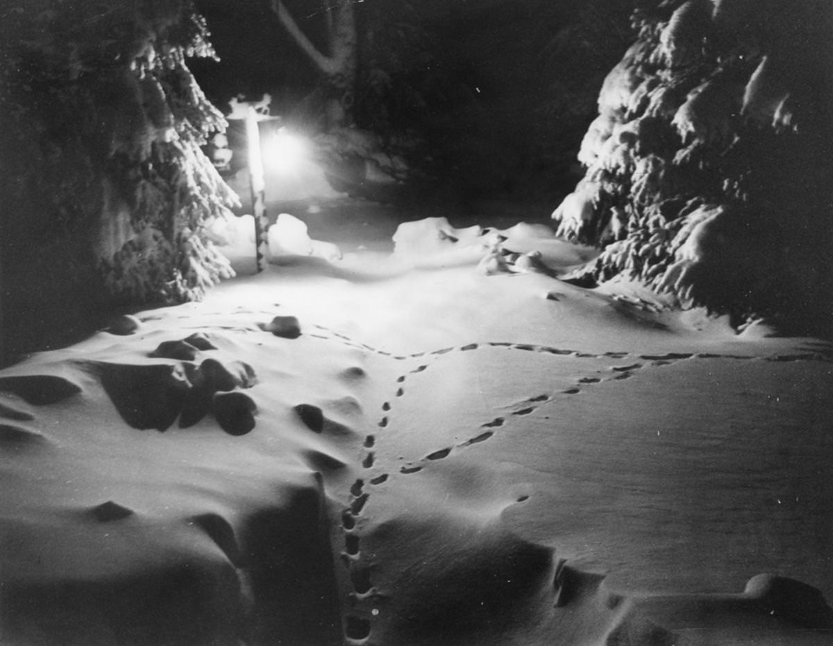 Animal tracks in the snow in Middleboro.