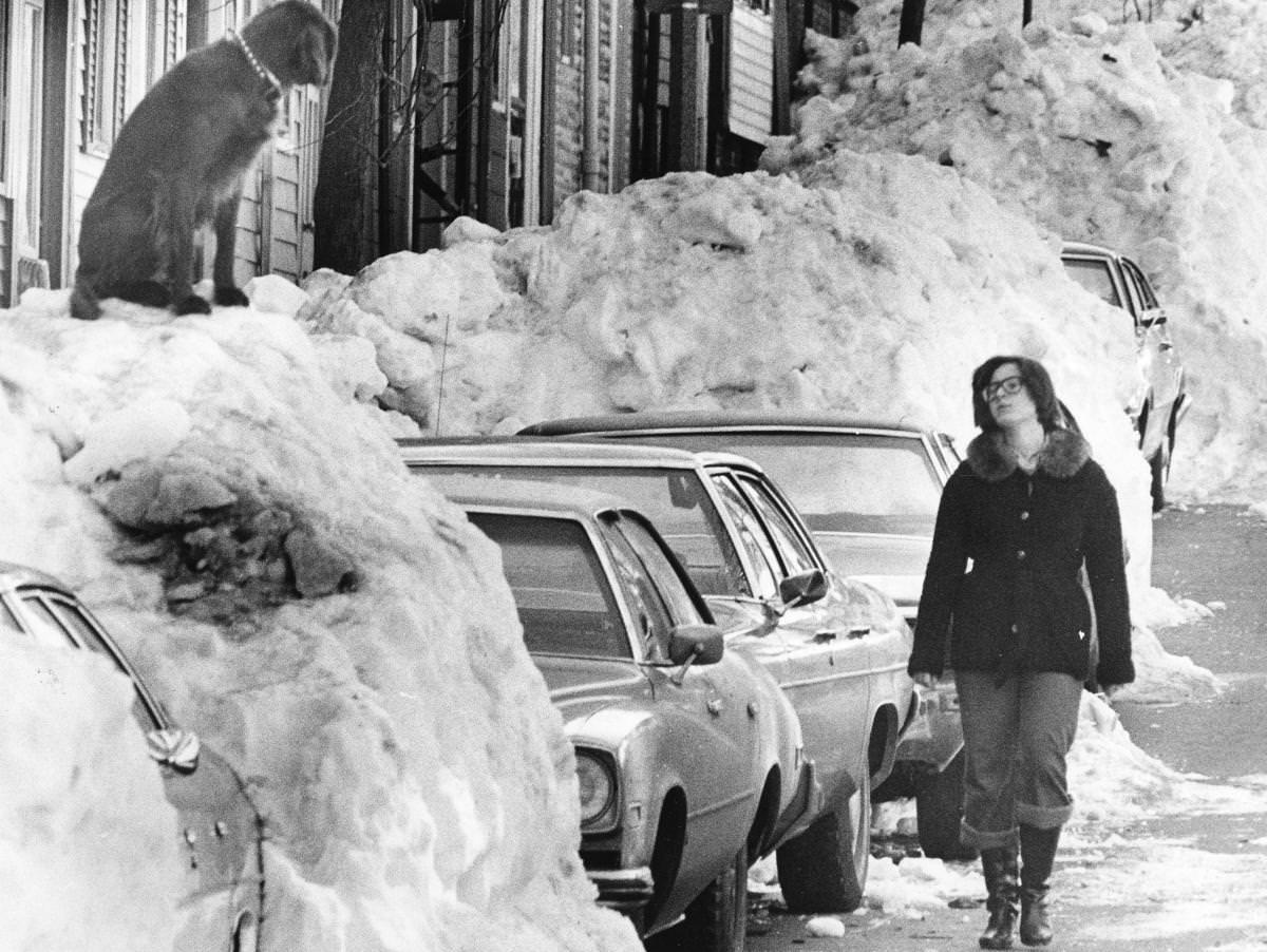 Gandolf, an Irish Setter. watched Martine Carroll, 14, walk down Trenton Street.