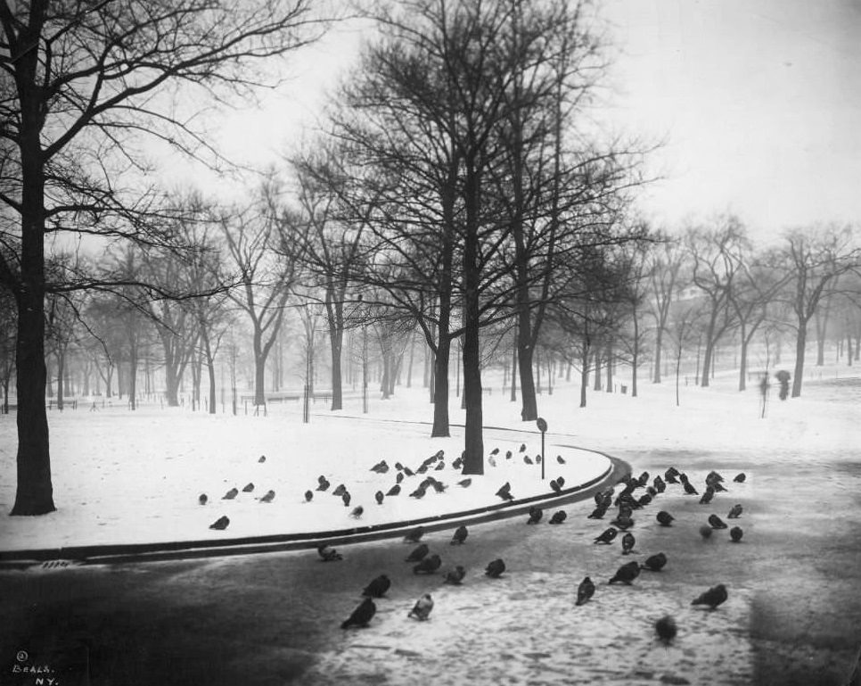 Winter scene of Boston Common with snow on ground, many pigeons on ground, Boston, Massachusetts, 1906.