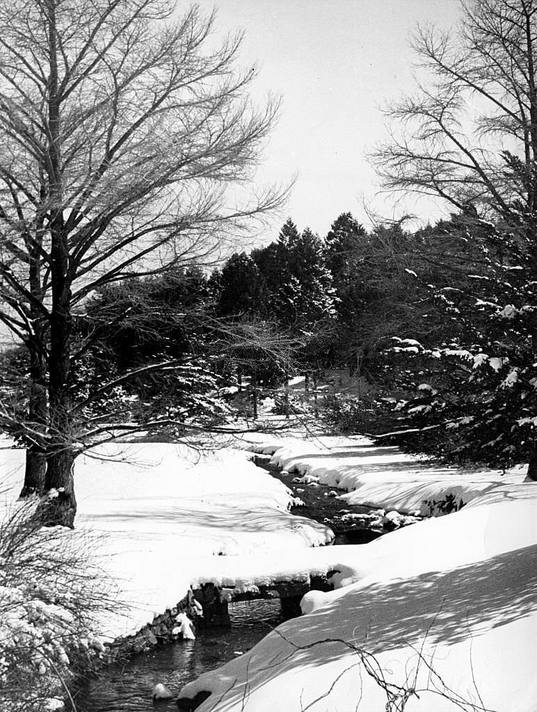 The Arnold Arboretum in Boston is covered in snow on March 30, 1970.