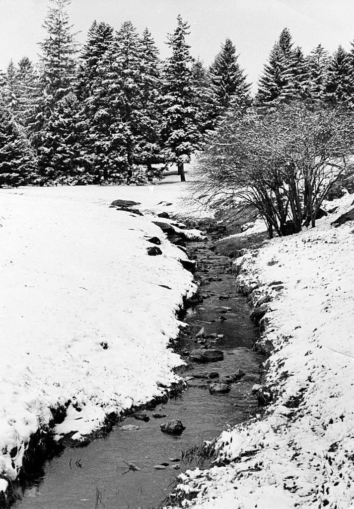 The Arnold Arboretum in Boston is covered in snow on March 24, 1965.