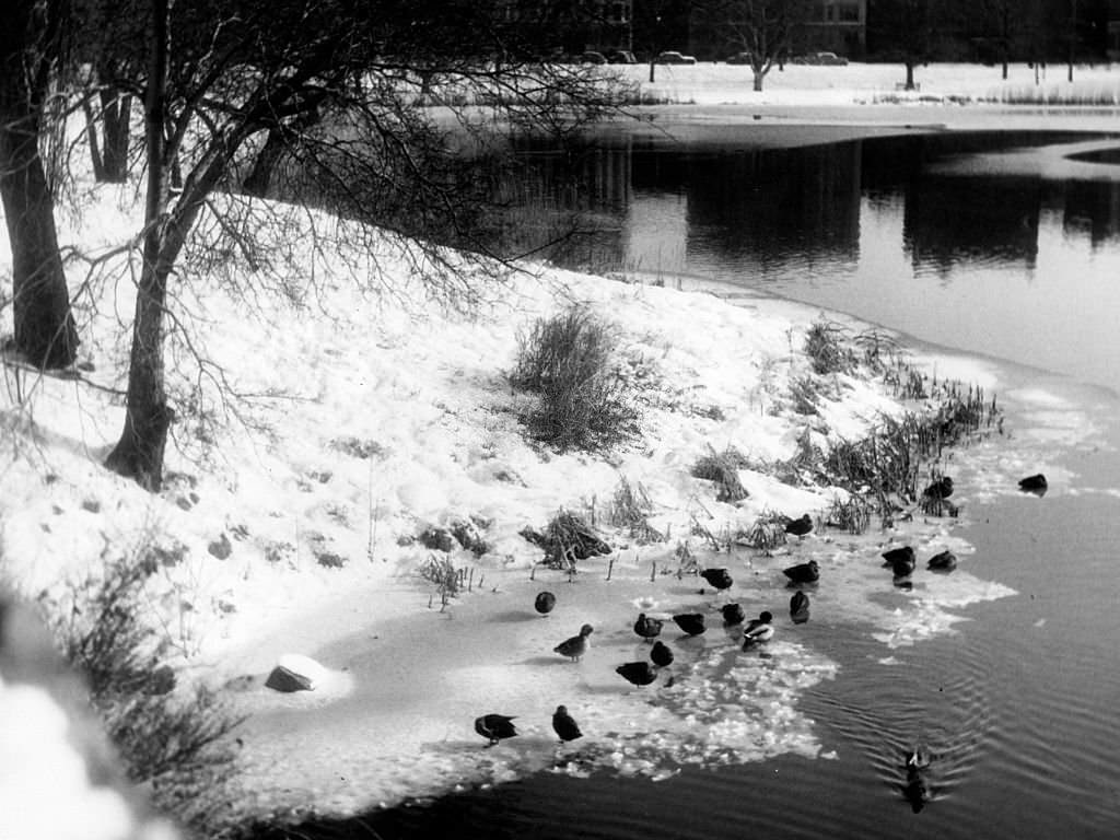 Snow covers the Back Bay Fens in Boston, 1951.