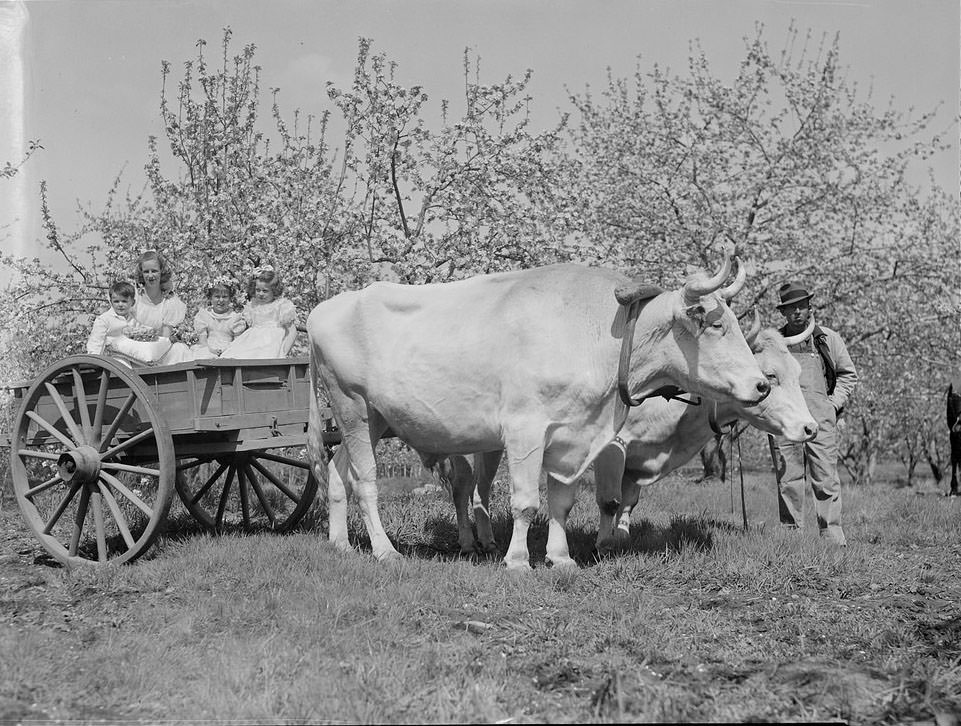 The Rural Life of Boston in the Early 1900s Through the Lens of Leslie Jones
