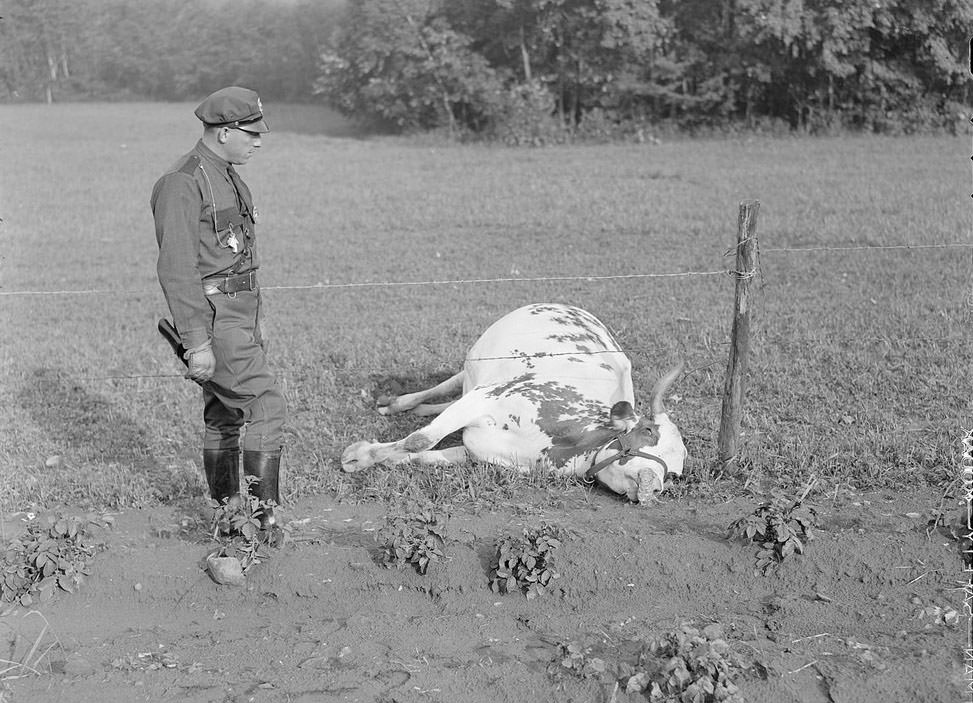 The Rural Life of Boston in the Early 1900s Through the Lens of Leslie Jones