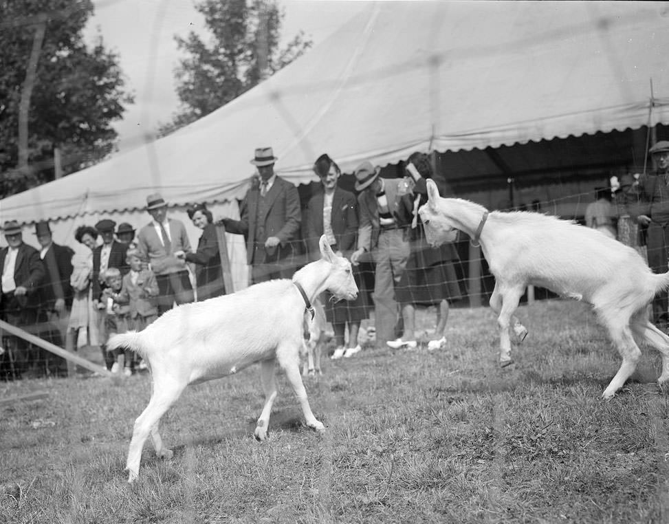 The Rural Life of Boston in the Early 1900s Through the Lens of Leslie Jones
