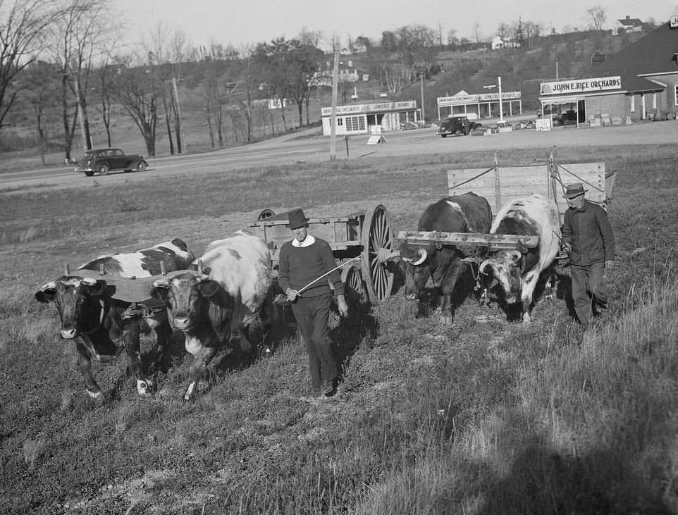 The Rural Life of Boston in the Early 1900s Through the Lens of Leslie Jones