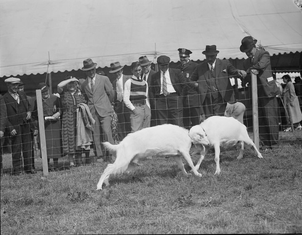 The Rural Life of Boston in the Early 1900s Through the Lens of Leslie Jones