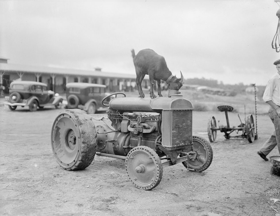 The Rural Life of Boston in the Early 1900s Through the Lens of Leslie Jones