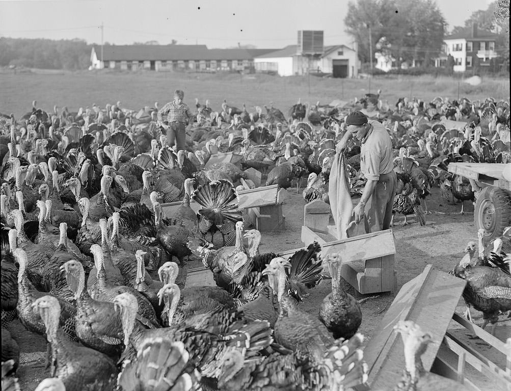 The Rural Life of Boston in the Early 1900s Through the Lens of Leslie Jones