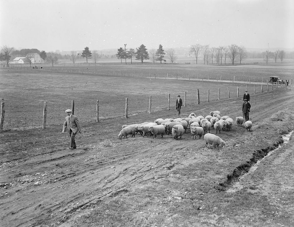 The Rural Life of Boston in the Early 1900s Through the Lens of Leslie Jones