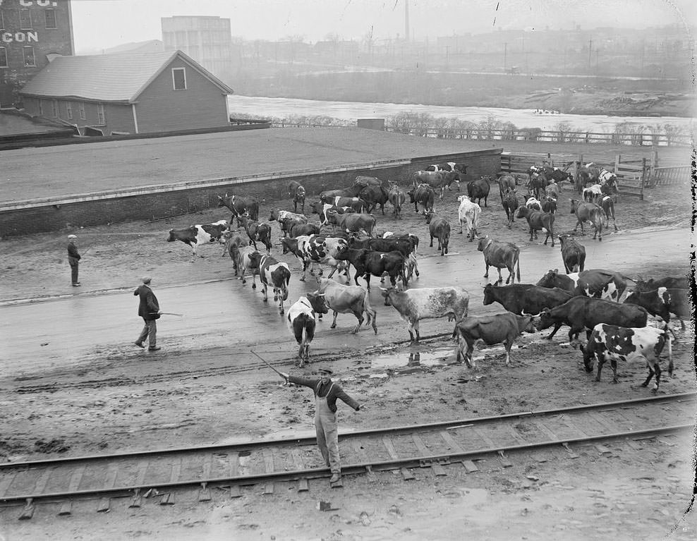 The Rural Life of Boston in the Early 1900s Through the Lens of Leslie Jones