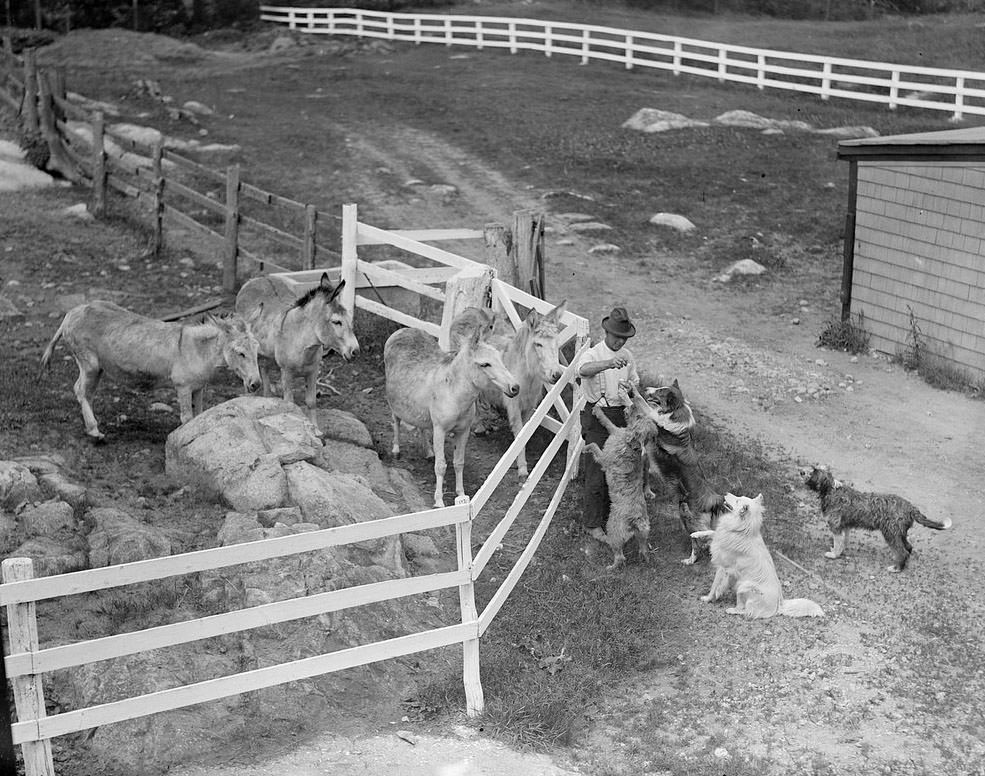 The Rural Life of Boston in the Early 1900s Through the Lens of Leslie Jones