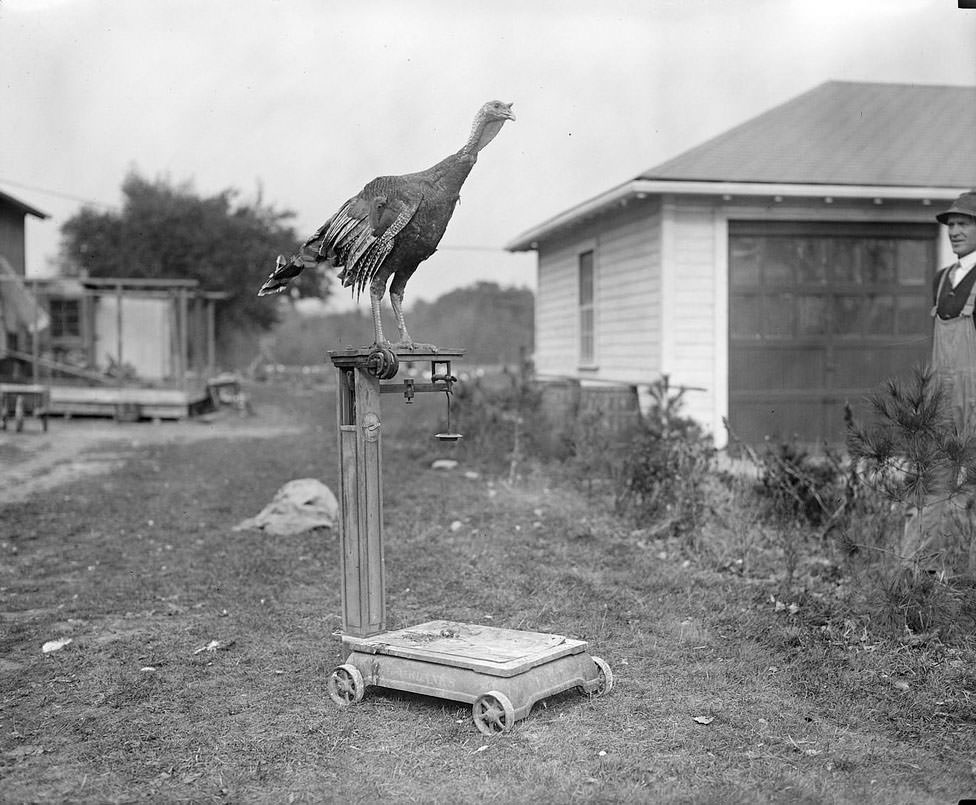 The Rural Life of Boston in the Early 1900s Through the Lens of Leslie Jones