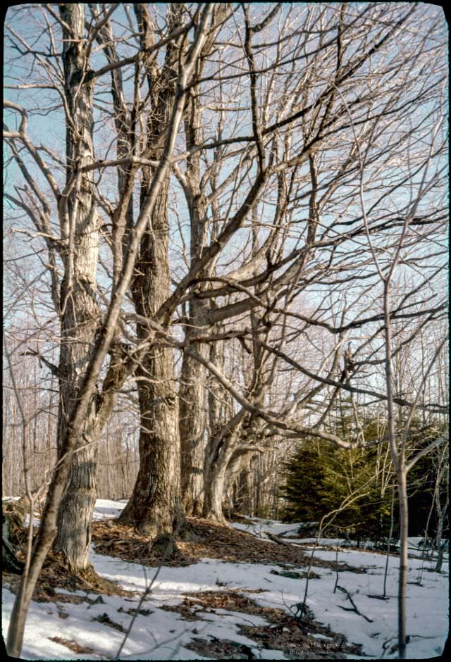 A line of trees between an abandoned road and an abandoned homestead in the Chenango County high country, 1962