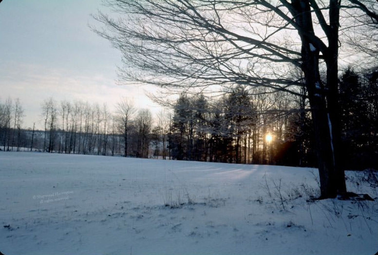 Meadow near Oxford, January 1962