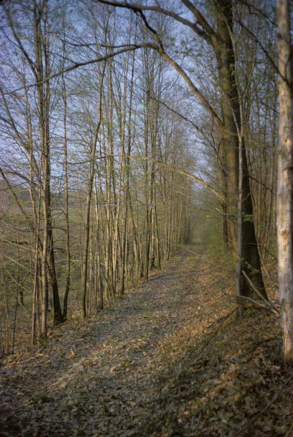 On a ridge on the west side of the Chenango Valley near North Norwich, March 1962