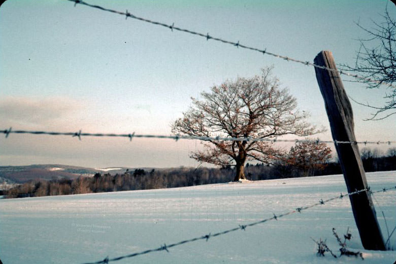 Winter pastureland, January 1962