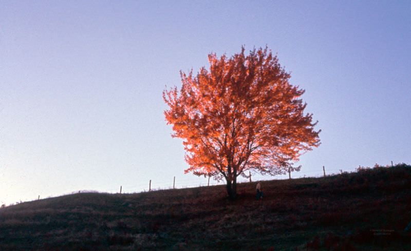 Young maple in autumn sunset on a ridgetop near Thompson Creek, Chenango County, New York, October 1963