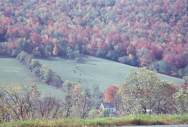 Pleasant Valley fall foliage, 1964