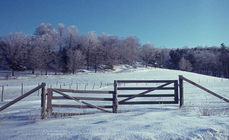 More hoar frost on Tanner Hill, 1966