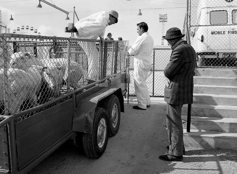 Royal Melbourne Show, 1978