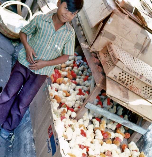 Selling baby chicks at the market, Sonsonate, 1977