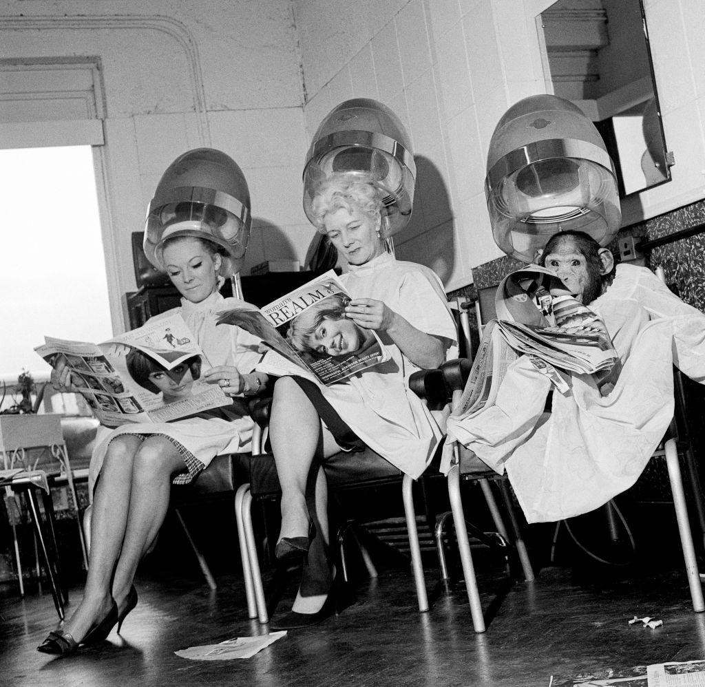 Two women and a chimpanzee reading magazines under the dryers at a hairdressing salon, 1964.