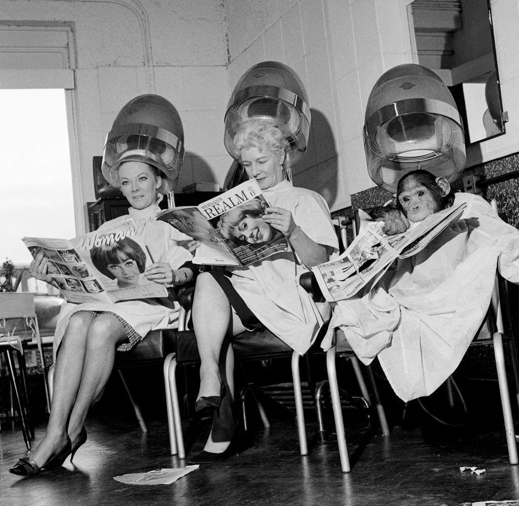 Two women and a chimpanzee reading magazines under the dryers at a hairdressing salon, 1964.